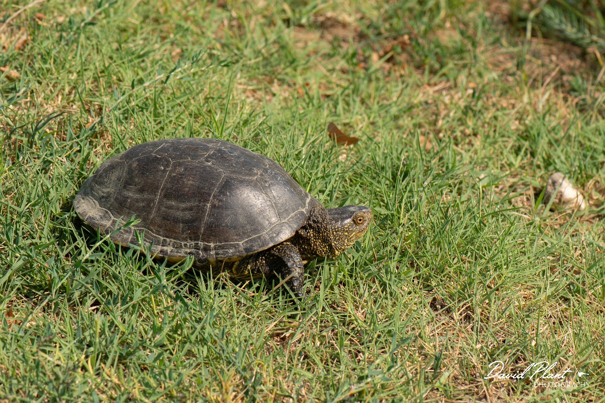 DPPhotography - Northern Greece - European pond turtle - A.jpg - European pond turtle - Lake Kerkini, Greece
