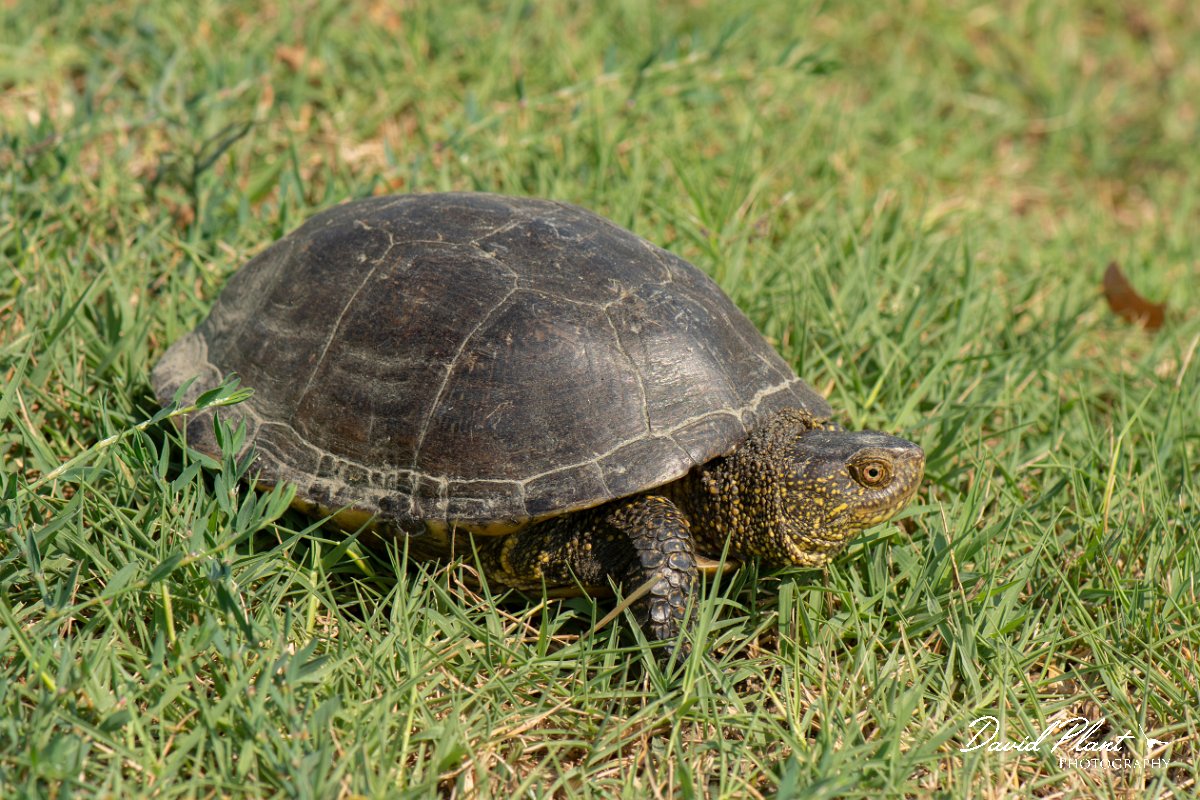 DPPhotography - Northern Greece - European pond turtle - B.jpg - European pond turtle - Lake Kerkini, Greece
