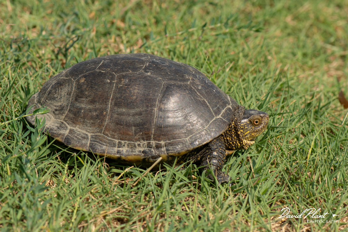 DPPhotography - Northern Greece - European pond turtle - D.jpg - European pond turtle - Lake Kerkini, Greece