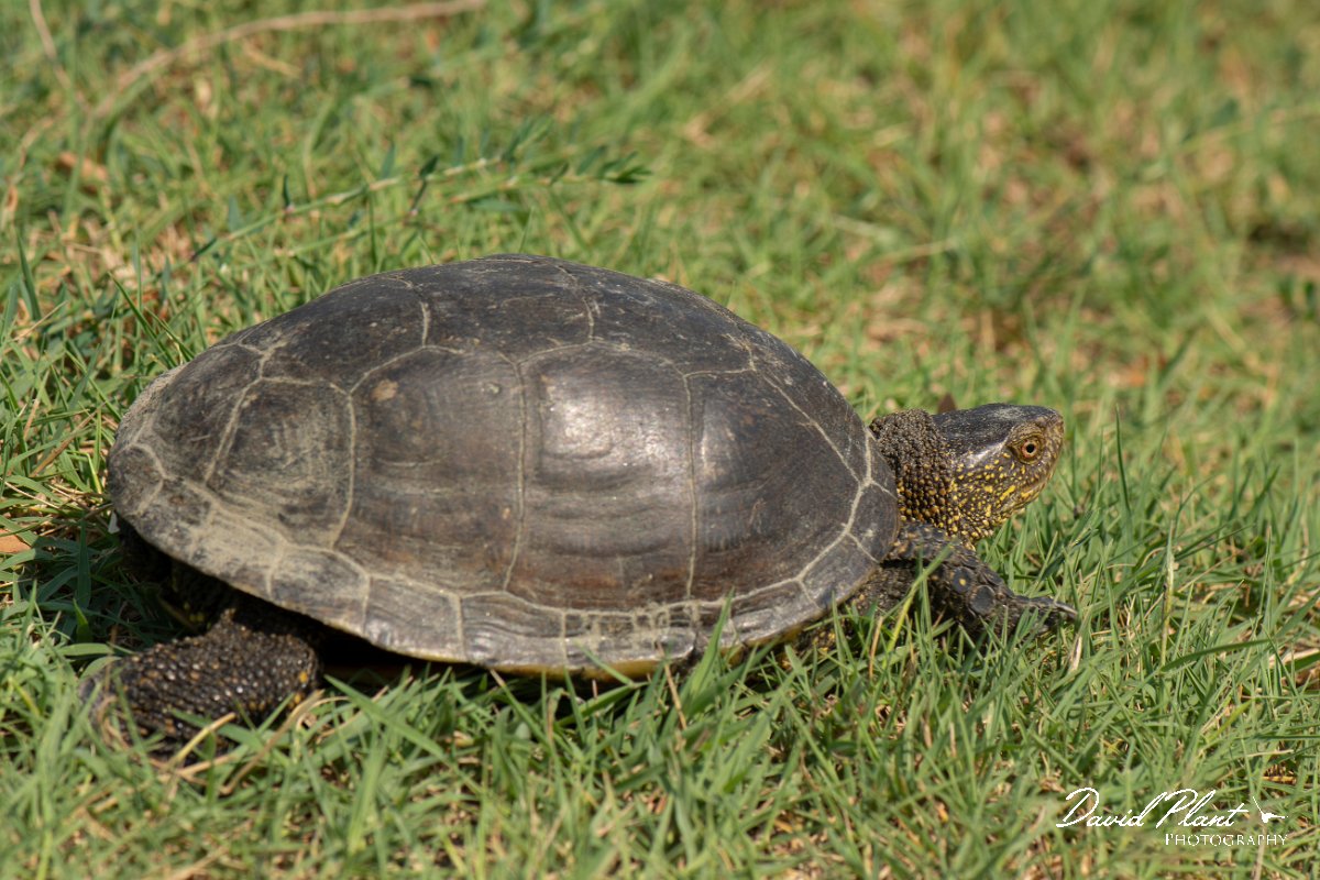 DPPhotography - Northern Greece - European pond turtle - E.jpg
