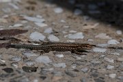 DPPhotography - Northern Greece - Common wall lizard - A