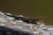 DPPhotography - Northern Greece - Common wall lizard - B