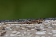 DPPhotography - Northern Greece - Common wall lizard - C