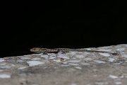 DPPhotography - Northern Greece - Common wall lizard - D