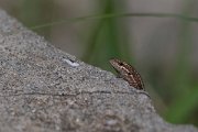 DPPhotography - Northern Greece - Common wall lizard - F