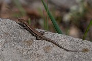 DPPhotography - Northern Greece - Common wall lizard - G