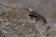 DPPhotography - Northern Greece - Common wall lizard - H
