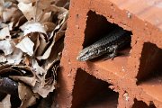 DPPhotography - Northern Greece - Common wall lizard - K