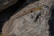 DPPhotography - Northern Greece - Eastern green lizard - F