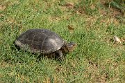 DPPhotography - Northern Greece - European pond turtle - A