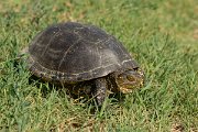 DPPhotography - Northern Greece - European pond turtle - C
