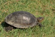 DPPhotography - Northern Greece - European pond turtle - E