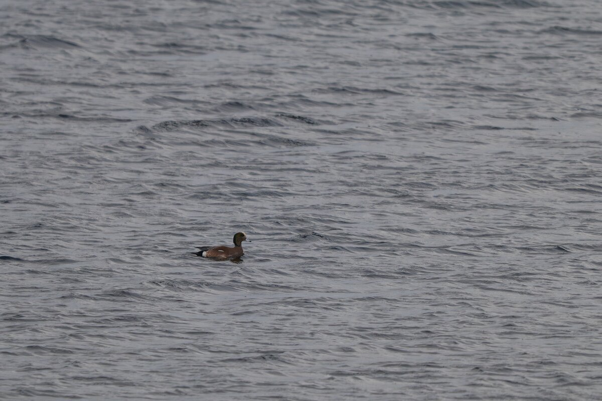 DPPhotography - Iceland - American wigeon - A.jpg - American wigeon - Bessastaðatjörn