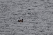 DPPhotography - Iceland - American wigeon - B