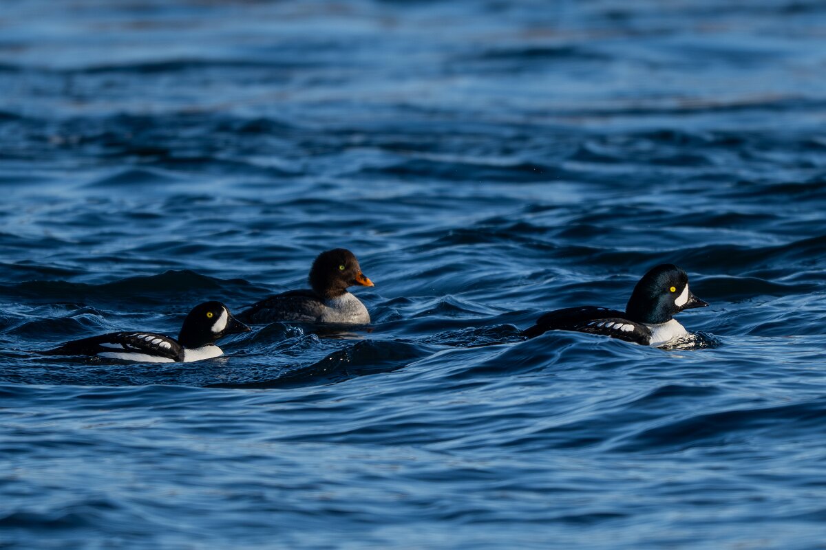 DPPhotography - Iceland - Barrow's goldeneye - A.jpg - Barrow's goldeneye - Lake Mývatn