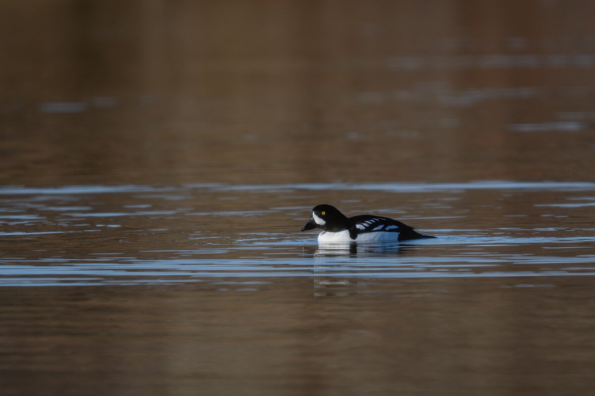 DPPhotography - Iceland - Barrow's goldeneye - G.jpg - Barrow's goldeneye, male - Lake Mývatn