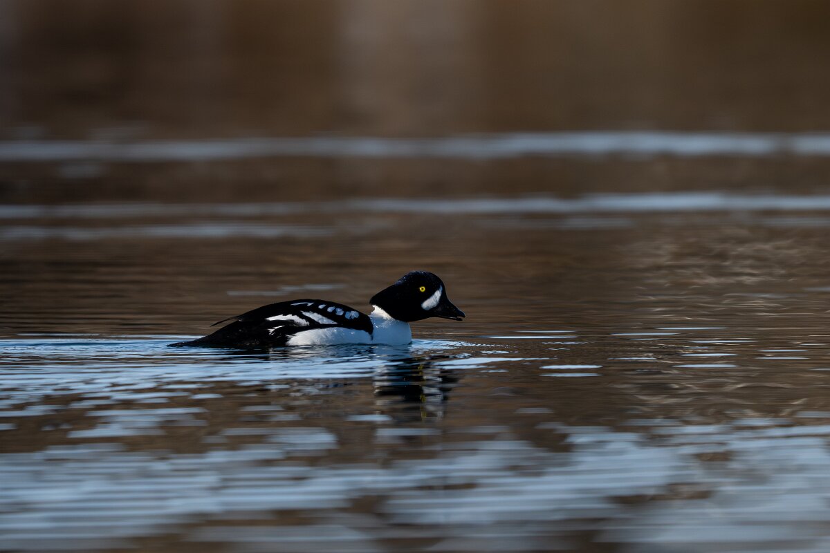 DPPhotography - Iceland - Barrow's goldeneye - I.jpg - Barrow's goldeneye, male - Lake Mývatn