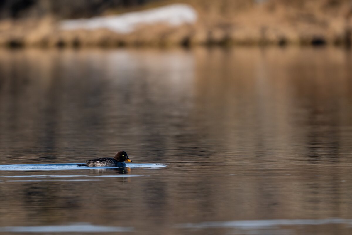 DPPhotography - Iceland - Barrow's goldeneye - K.jpg - Barrow's goldeneye, female - Lake Mývatn