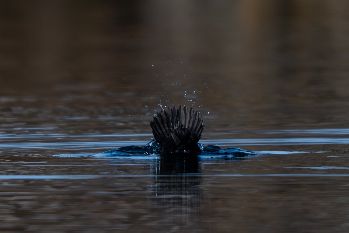 DPPhotography - Iceland - Barrow's goldeneye - L.jpg - Barrow's goldeneye, female diving - Lake Mývatn