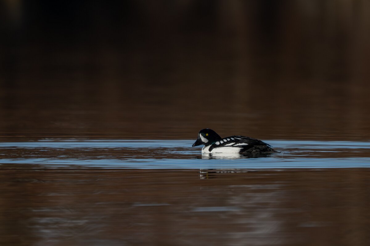 DPPhotography - Iceland - Barrow's goldeneye - M.jpg - Barrow's goldeneye, male - Lake Mývatn