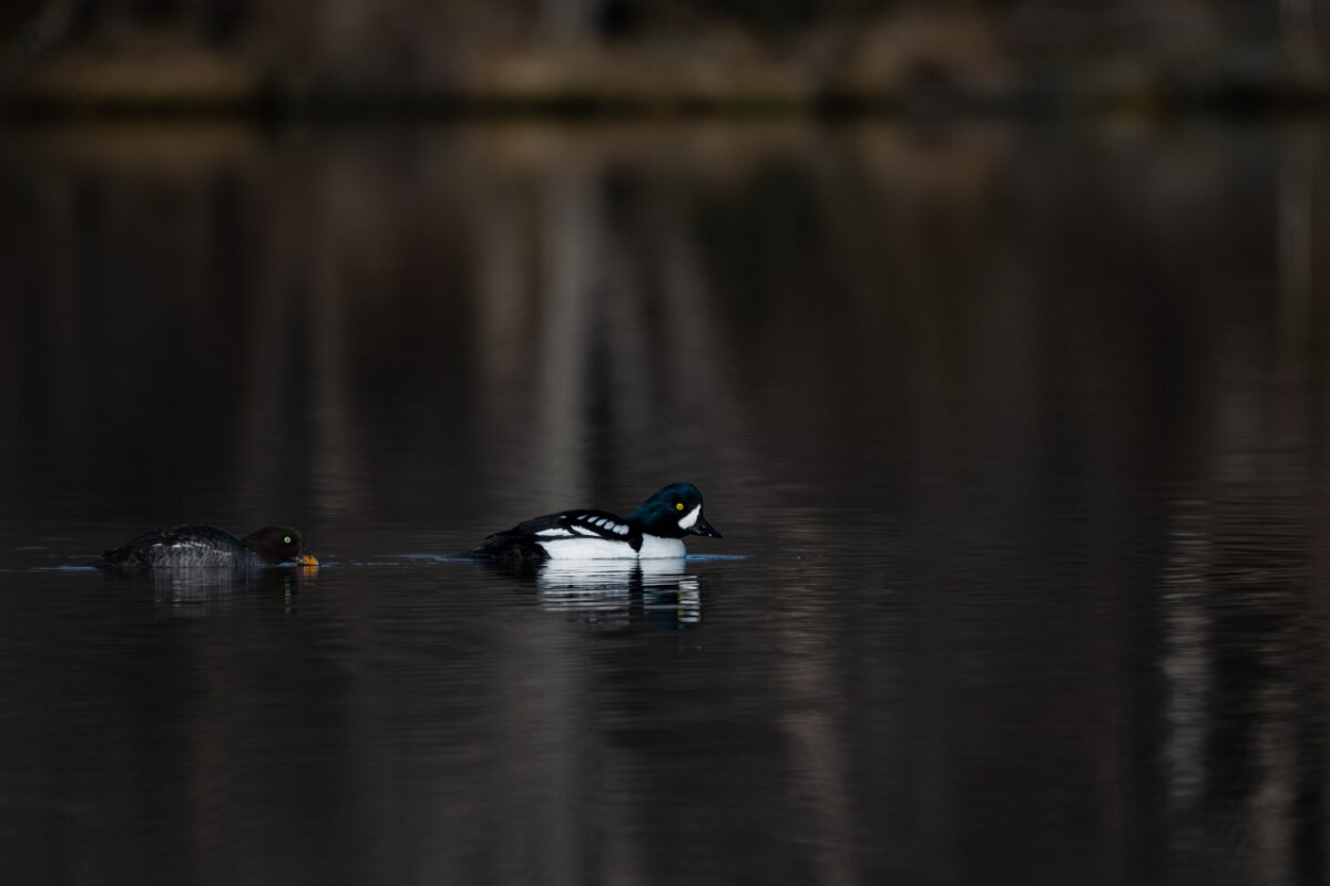 DPPhotography - Iceland - Barrow's goldeneye - P.jpg - Barrow's goldeneye, pair - Lake Mývatn