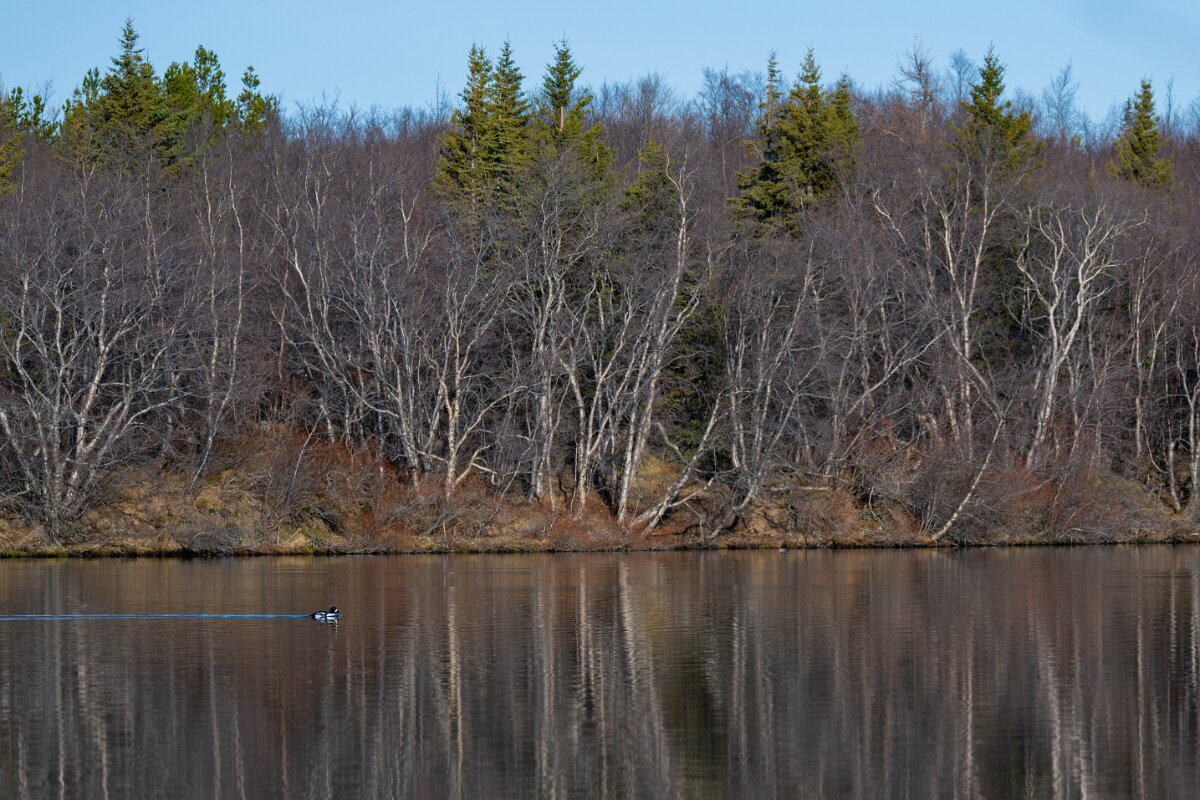 DPPhotography - Iceland - Barrow's goldeneye - S.jpg - Barrow's goldeneye, male - Lake Mývatn