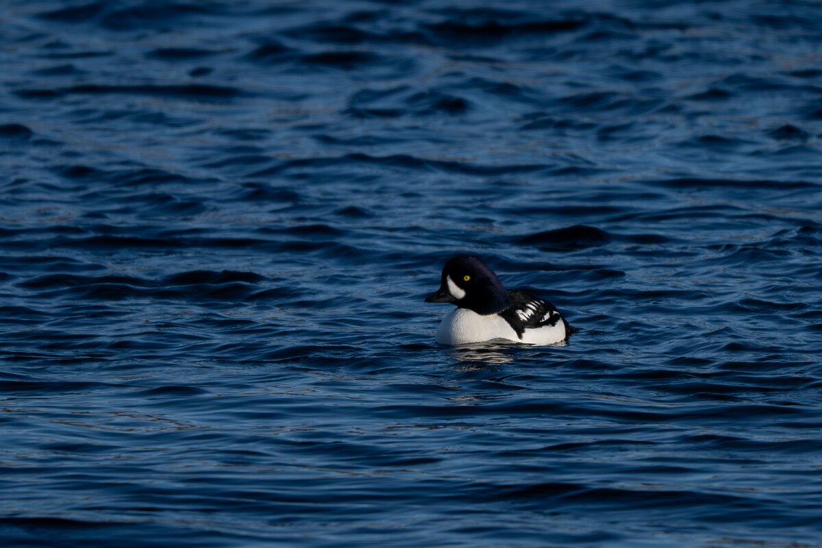 DPPhotography - Iceland - Barrow's goldeneye - T.jpg - Barrow's goldeneye, male - Lake Mývatn