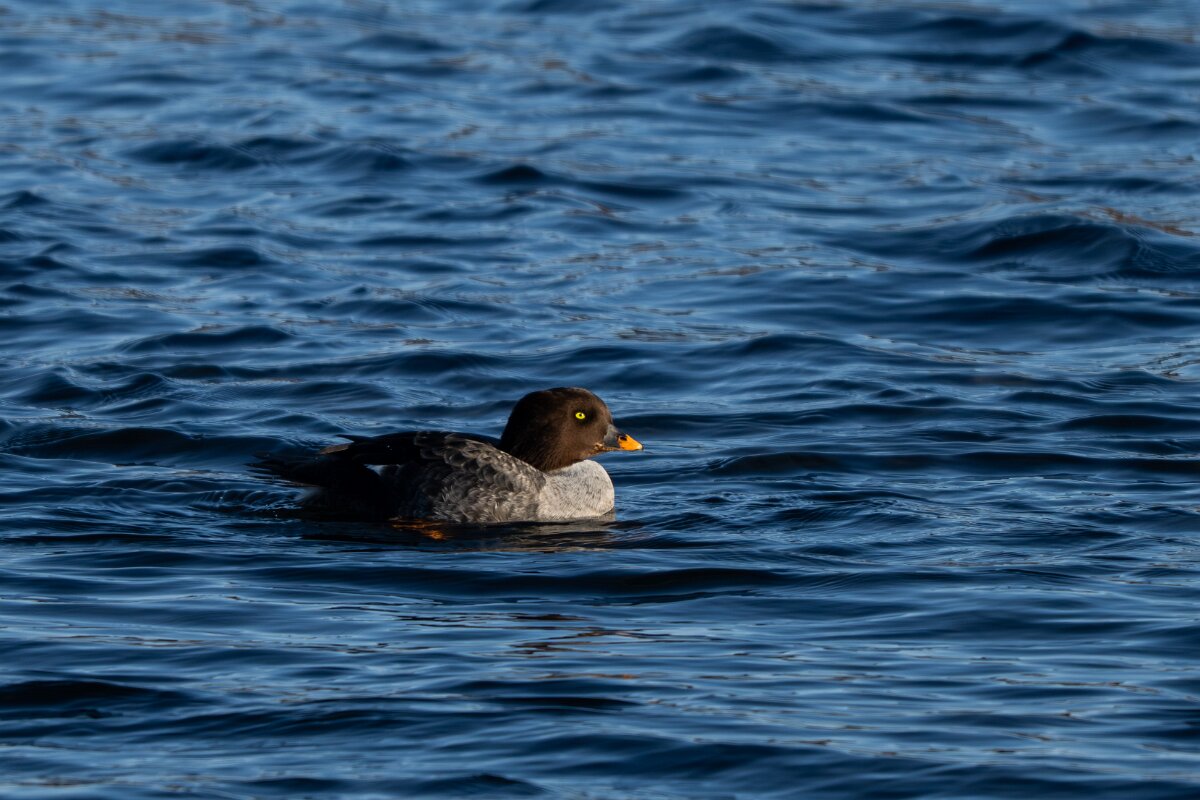 DPPhotography - Iceland - Barrow's goldeneye - W.jpg - Barrow's goldeneye, female - Lake Mývatn