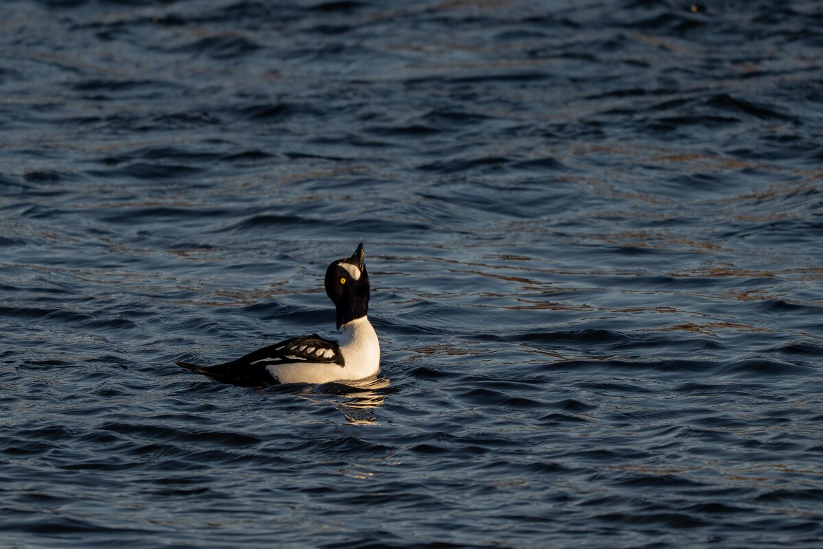 DPPhotography - Iceland - Barrow's goldeneye - Y.jpg - Barrow's goldeneye, male - Lake Mývatn
