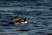 DPPhotography - Iceland - Barrow's goldeneye - C