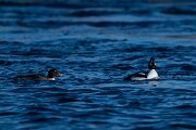 DPPhotography - Iceland - Barrow's goldeneye - E