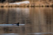 DPPhotography - Iceland - Barrow's goldeneye - K