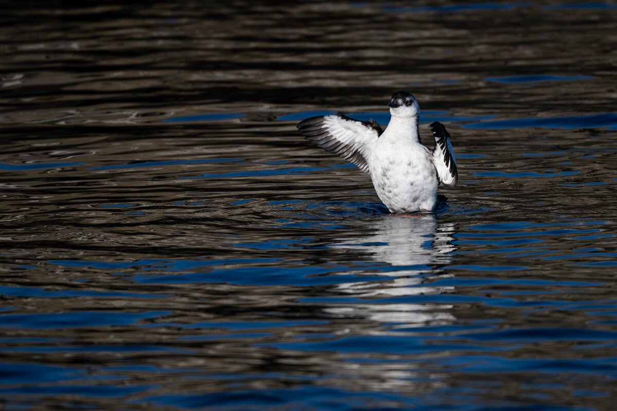DPPhotography - Iceland - Black guillemot - A.jpg - Black guillemot - Árskógssandur Harbour