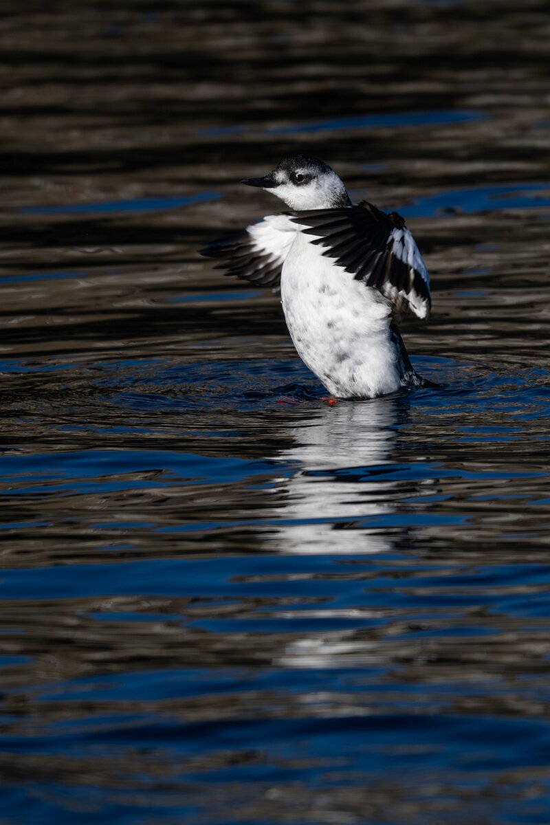 DPPhotography - Iceland - Black guillemot - B.jpg - Black guillemot - Árskógssandur Harbour