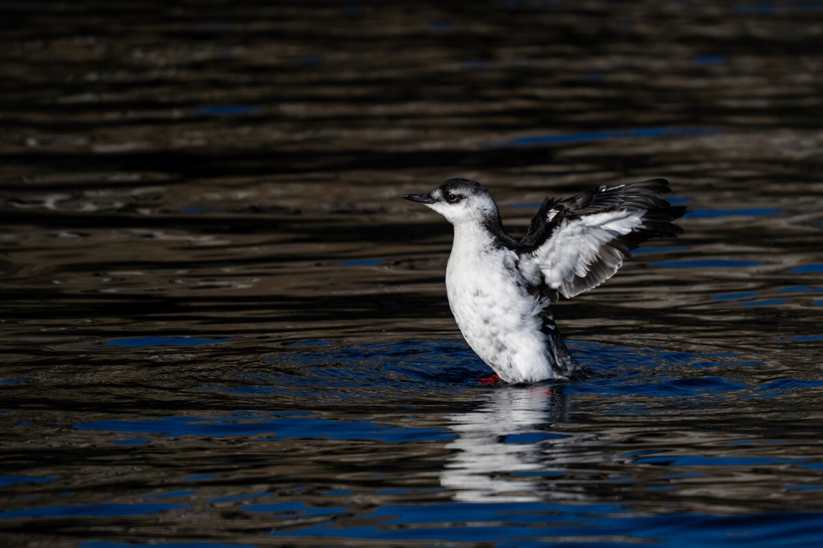 DPPhotography - Iceland - Black guillemot - C.jpg - Black guillemot - Árskógssandur Harbour