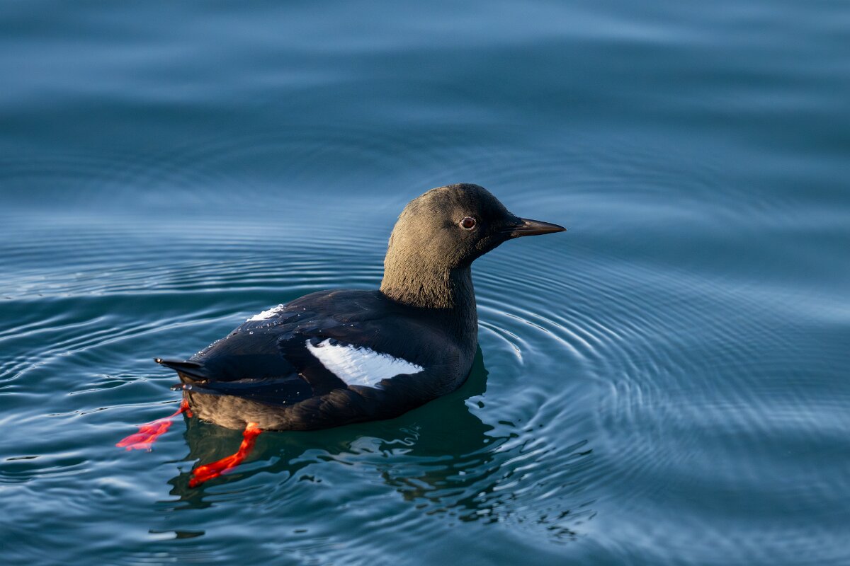 DPPhotography - Iceland - Black guillemot - H.jpg - Black guillemot - Árskógssandur Harbour