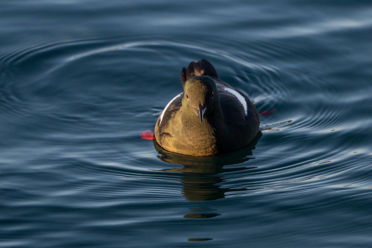 DPPhotography - Iceland - Black guillemot - J.jpg - Black guillemot - Árskógssandur Harbour