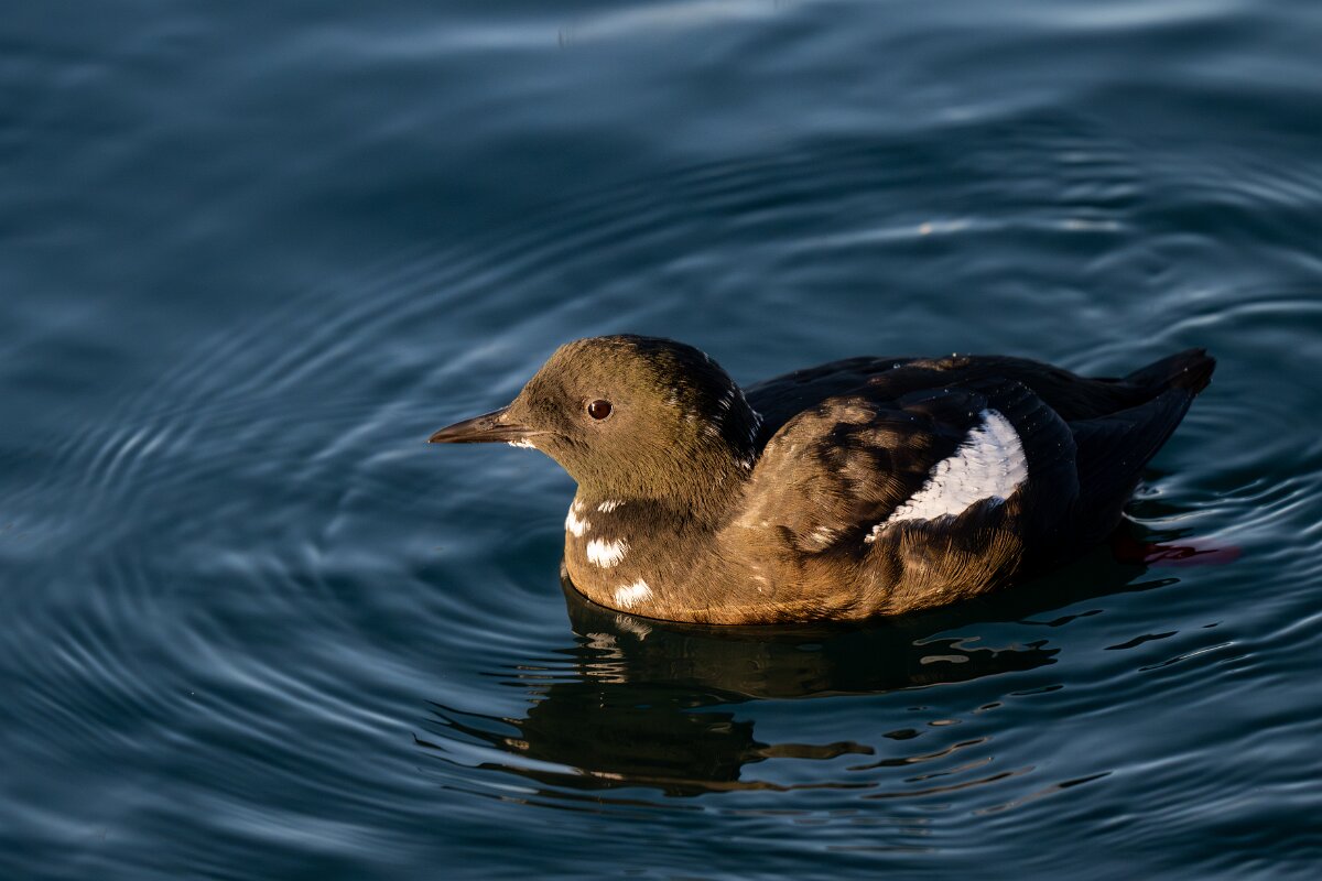 DPPhotography - Iceland - Black guillemot - K.jpg - Black guillemot - Árskógssandur Harbour
