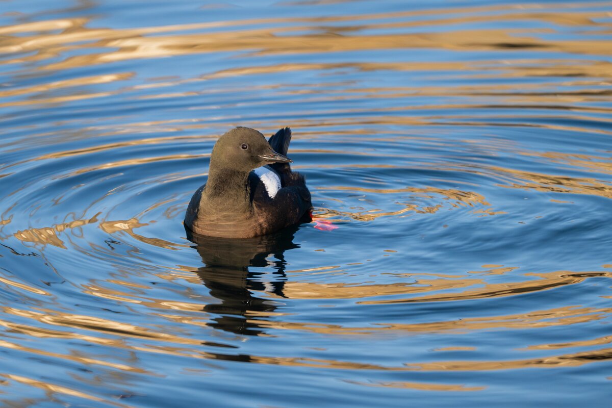 DPPhotography - Iceland - Black guillemot - L.jpg - Black guillemot - Árskógssandur Harbour