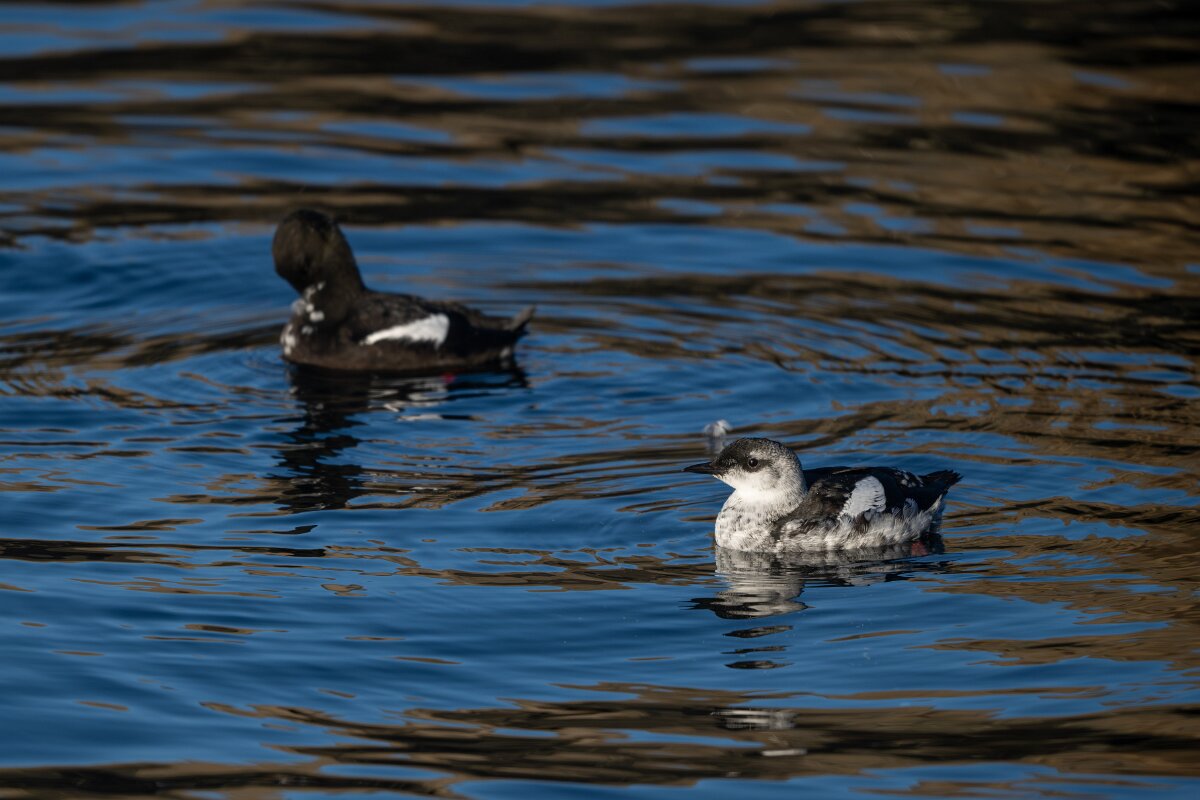 DPPhotography - Iceland - Black guillemot - N.jpg - Black guillemot - Árskógssandur Harbour