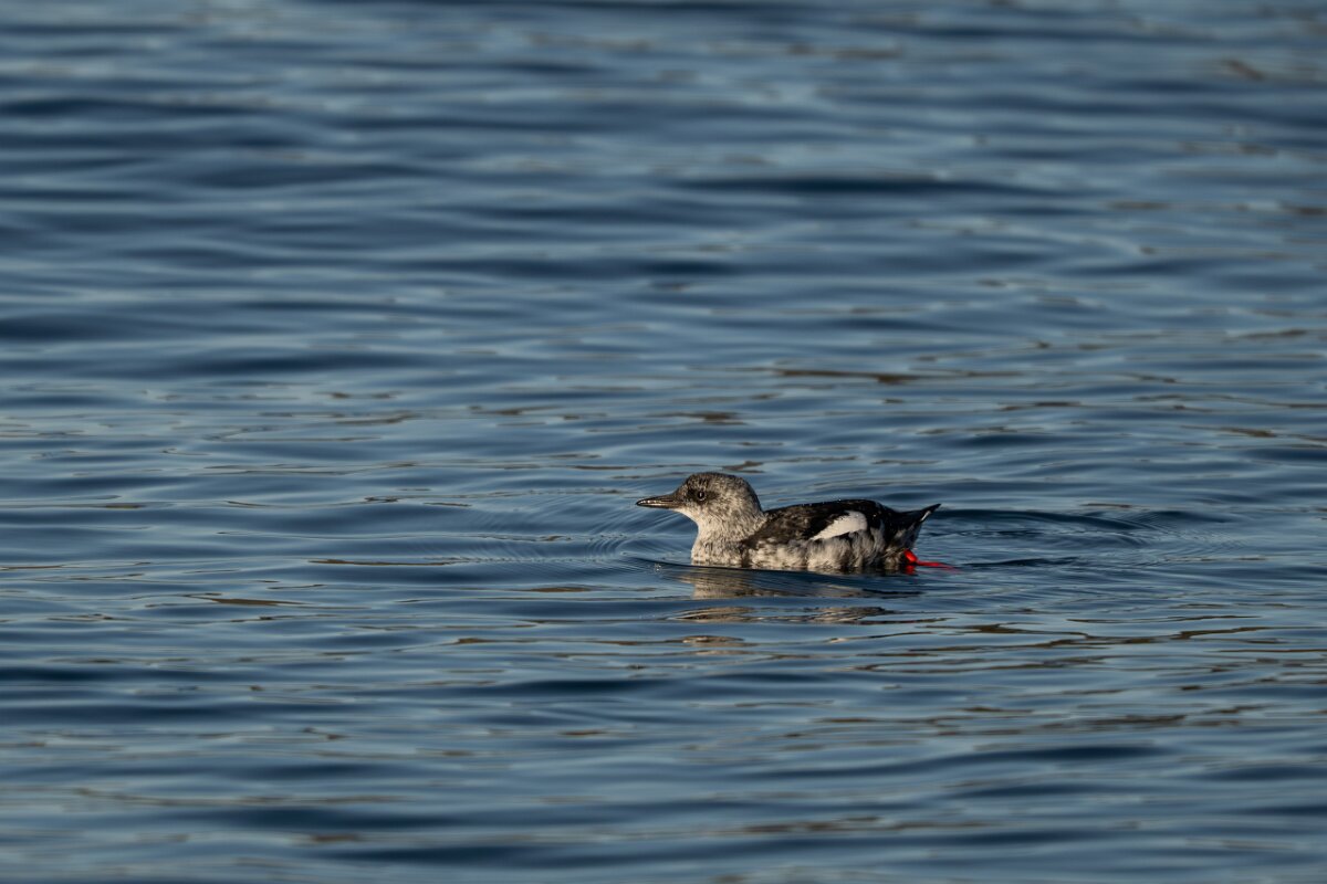 DPPhotography - Iceland - Black guillemot - R.jpg