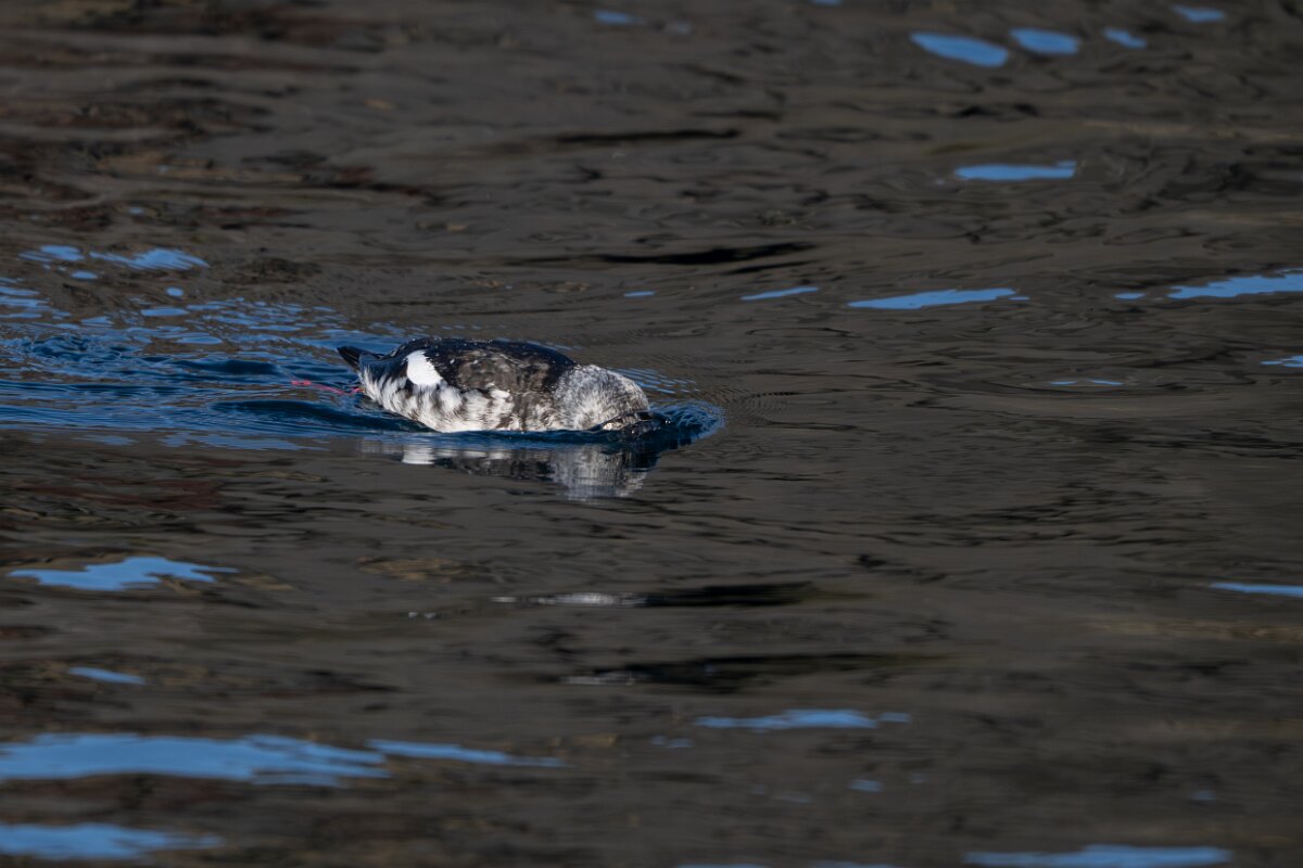 DPPhotography - Iceland - Black guillemot - T.jpg