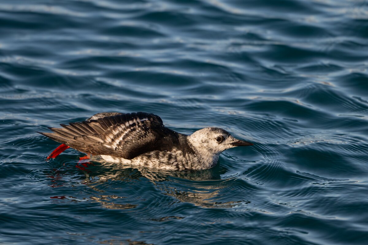 DPPhotography - Iceland - Black guillemot - W.jpg