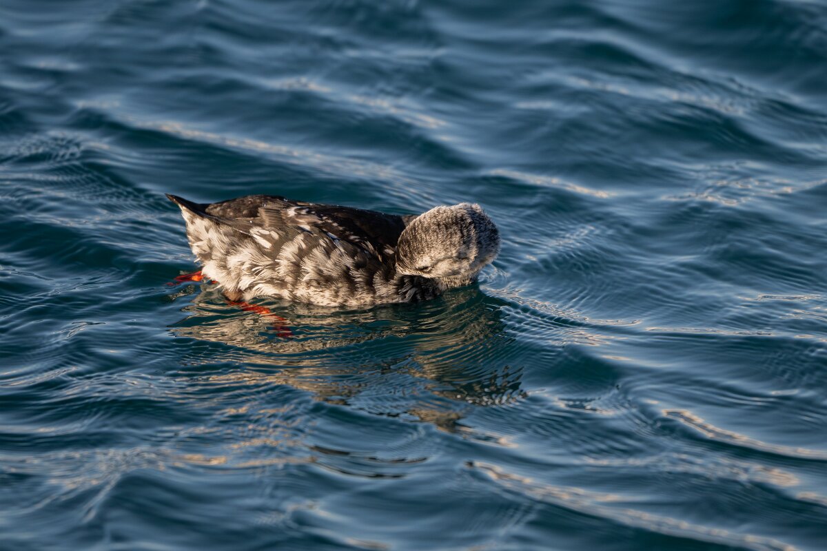 DPPhotography - Iceland - Black guillemot - X.jpg