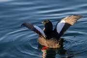 DPPhotography - Iceland - Black guillemot - I