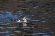 DPPhotography - Iceland - Black guillemot - S