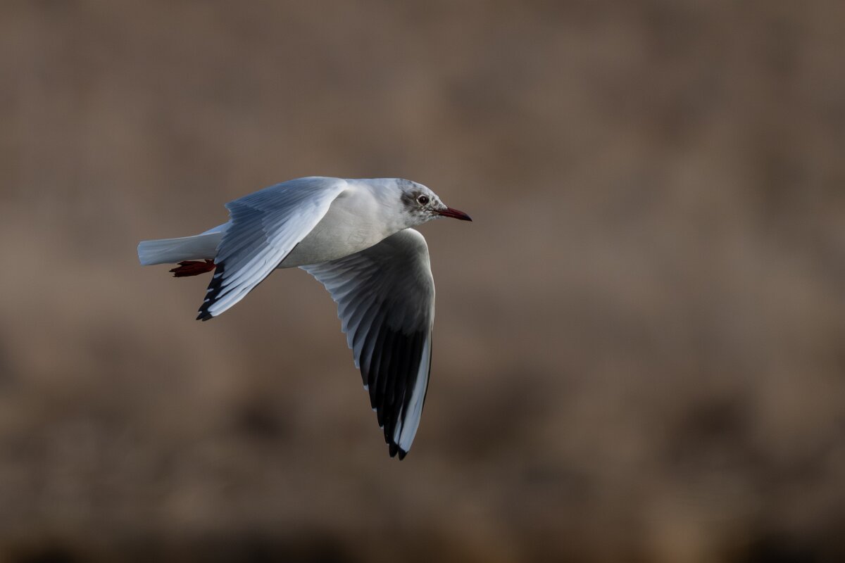 DPPhotography - Iceland - Black-headed gull - C.jpg