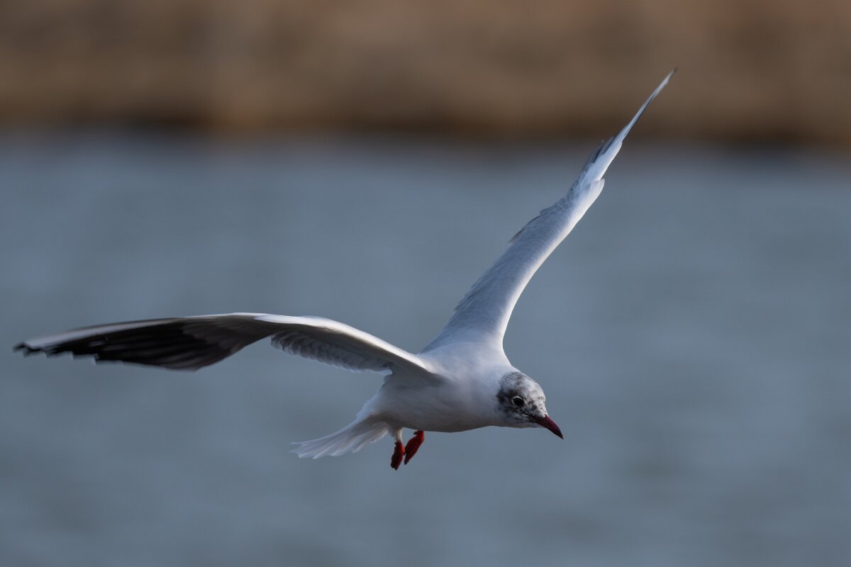 DPPhotography - Iceland - Black-headed gull - D.jpg