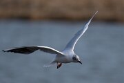 DPPhotography - Iceland - Black-headed gull - D