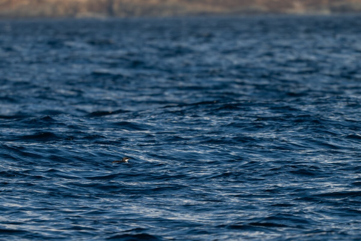 DPPhotography - Iceland - Brünnich's guillemot - A.jpg - Brunnich's guillemot - Eyjafjörður